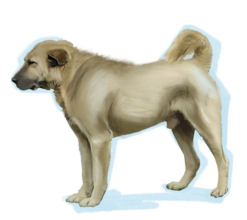 イラスト提供：Köpek Irkları ve Kinoloji Federasyonu