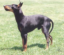 マンチェスター・テリア - MANCHESTER TERRIER