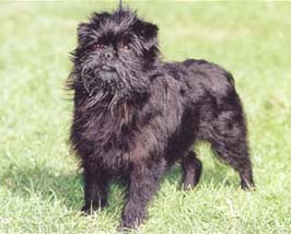 アーフェンピンシャー - AFFENPINSCHER