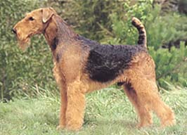 エアデール・テリア - AIREDALE TERRIER