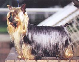 オーストラリアン・シルキー・テリア - AUSTRALIAN SILKY TERRIER