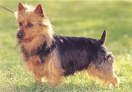 オーストラリアン・テリア - AUSTRALIAN TERRIER