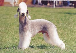 ベドリントン・テリア - BEDLINGTON TERRIER