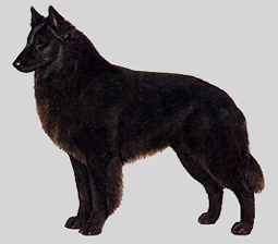 ベルジアン・シェパード・ドッグ -  BELGIAN SHEPHERD DOG
