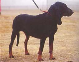 ブラック・アンド・タン・クーンハウンド - BLACK AND TAN COONHOUND