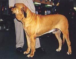 ブラジリアン・ガード・ドッグ - BRAZILIAN GUARD DOG