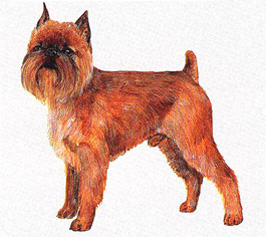 ブリュッセル・グリフォン - BRUSSELS GRIFFON