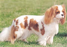 キャバリア・キング・チャールズ・スパニエル - CAVALIER KING CHARLES SPANIEL