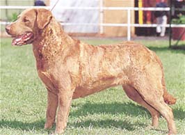 チェサピーク・ベイ・レトリーバー - CHESAPEAKE BAY RETRIEVER