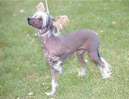 チャイニーズ・クレステッド・ドッグ - CHINESE CRESTED DOG