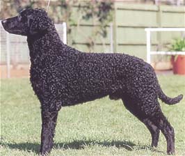 カーリーコーテッド・レトリーバー - CURLY-COATED RETRIEVER