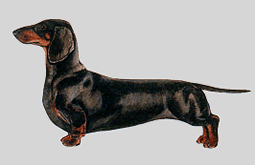 ダックスフンド - DACHSHUND