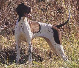 イングリッシュ・ポインター - ENGLISH POINTER