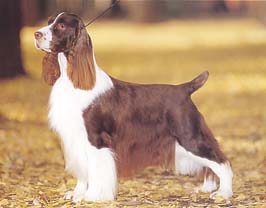 イングリッシュ・スプリンガー・スパニエル - ENGLISH SPRINGER SPANIEL