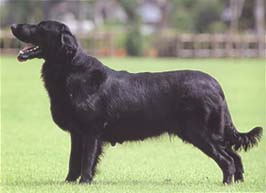 フラットコーテッド・レトリーバー - FLAT-COATED RETRIEVER