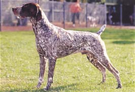 ジャーマン・ショートヘアード・ポインター - GERMAN SHORTHAIRED POINTER