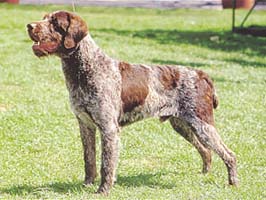 ジャーマン・ワイアーヘアード・ポインター - GERMAN WIREHAIRED POINTER