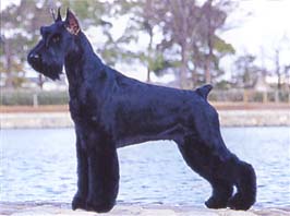 ジャイアント・シュナウザー - GIANT SCHNAUZER