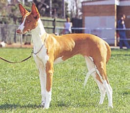 イビザン・ハウンド - IBIZAN HOUND