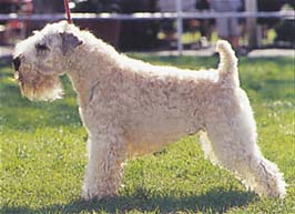 アイリッシュ・ソフトコーテッド・ウィートン・テリア - IRISH SOFT-COATED WHEATEN TERRIER