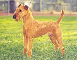 アイリッシュ・テリア - IRISH TERRIER