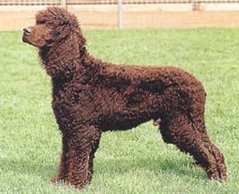 アイリッシュ・ウォーター・スパニエル - IRISH WATER SPANIEL