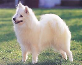 日本スピッツ - JAPANESE SPITZ