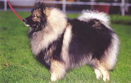 キースホンド - KEESHOND