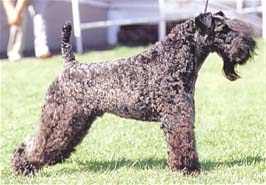 ケリー・ブルー・テリア - KERRY BLUE TERRIER