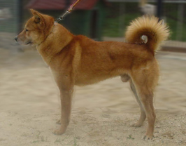 コリア・ジンドー・ドッグ - KOREA JINDO DOG