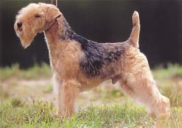 レークランド・テリア - LAKELAND TERRIER