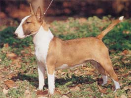 ミニチュア・ブル・テリア - MINIATURE BULL TERRIER