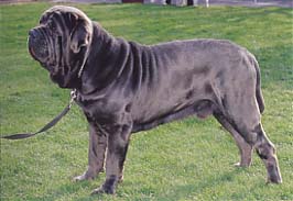 ナポリタン・マスティフ - NEAPOLITAN MASTIFF