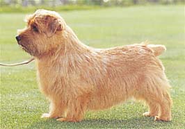 ノーフォーク・テリア - NORFOLK TERRIER