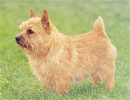 ノーリッチ・テリア - NORWICH TERRIER