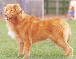 ノヴァ・スコシア・ダック・トーリング・レトリーバー - NOVA SCOTIA DUCK TOLLING RETRIEVER