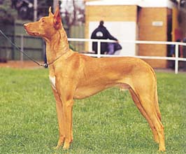 ファラオ・ハウンド - PHARAOH HOUND