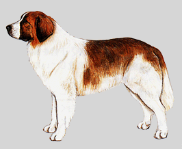 ピレニアン・マスティフ - PYRENEAN MASTIFF