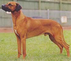 ローデシアン・リッジバック - RHODESIAN RIDGEBACK