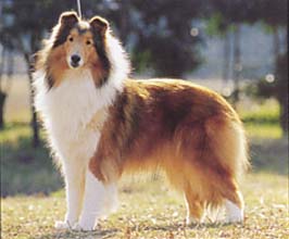 ラフ・コリー - ROUGH COLLIE