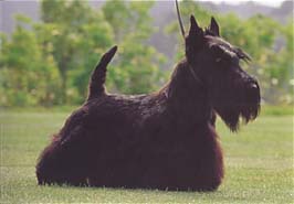 スコティッシュ・テリア - SCOTTISH TERRIER