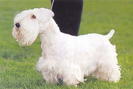 シーリハム・テリア - SEALYHAM TERRIER