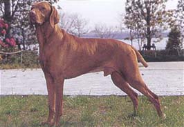 ショートヘアード・ハンガリアン・ビズラ - SHORTHAIRED HUNGARIAN VIZSLA