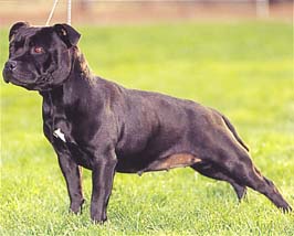 スタッフォードシャー・ブル・テリア - STAFFORDSHIRE BULL TERRIER