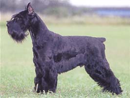 スタンダード・シュナウザー - STANDARD SCHNAUZER