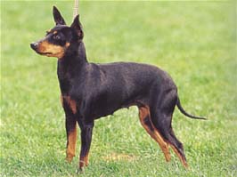 トイ・マンチェスター・テリア - TOY MANCHESTER TERRIER