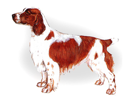 ウェルシュ・スプリンガー・スパニエル - WELSH SPRINGER SPANIEL