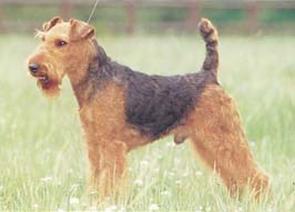 ウェルシュ・テリア - WELSH TERRIER