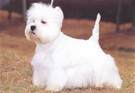 ウエスト・ハイランド・ホワイト・テリア - WEST HIGHLAND WHITE TERRIER