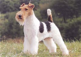 ワイアー・フォックス・テリア - WIRE FOX TERRIER